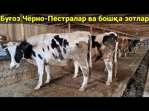 Видео: Жижиг бизнест зориулж мөнгө зээлэх талаар