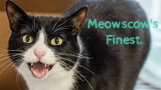 Vladimir Cutin Is Meowscows Top Hockey Player.