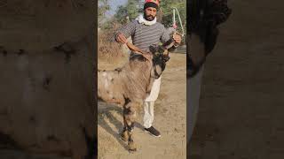 BFA goat championship Punjab #hiphop #music #remix #song