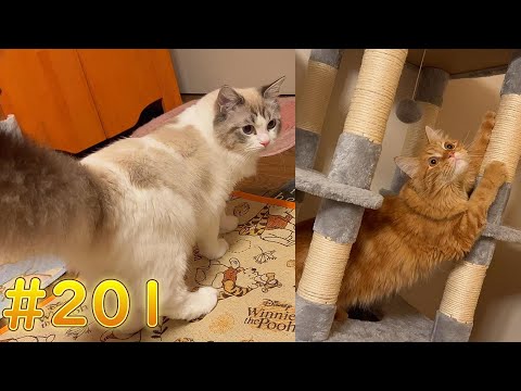 【猫】【cat】マイキーが最近、汚い場所を好んでます!【ペット】【動物】