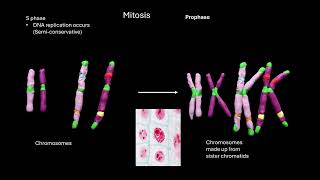 Cell cycle and Mitosis. OCR A A-Level Biology Revision Module 2.1.6