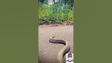 Viral Snake Video || 🔥🤯😱 #shorts #shortfeed #short