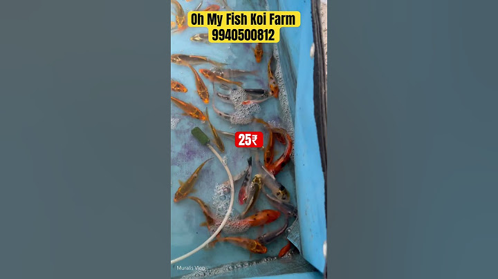Koi Fishes are available from 25₹ onwards hurry! | #fishfarm #aquariumhobby #aquariumfish #pondfish