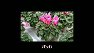 2022年シクラメン品種紹介