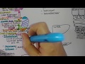 Digestive System Summary Digestive System Summary