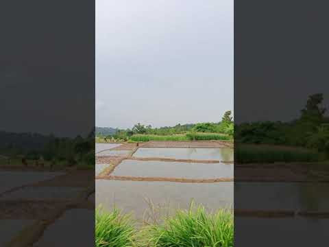 Luat Pahae Nauli
