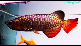 Lagu Hebat untuk Ikan Arwana yang Kesepian - Tangki Ikan Arwana Merah Cantik & Arwana Emas