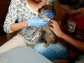 Сделать прививку щенку самостоятельно