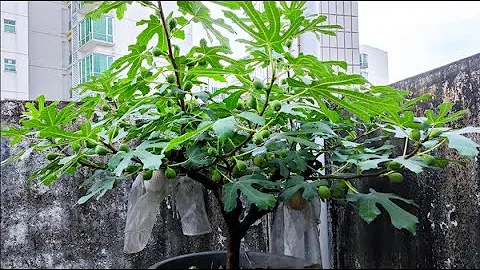 无花果千万不要打头，头旺才能果旺，今天唠唠无花果“不孕之谜” - 天天要闻