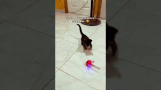El juguete que todos los gatos aman 🐱🔥