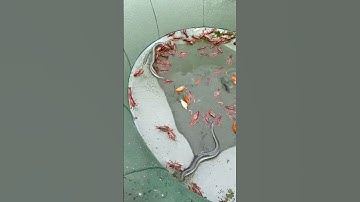 Lưới câu cá rô chép, tôm gấp gọn, lưới bắt cá ao hồ nhanh gọn🐟 #1k  #fishing #shorts