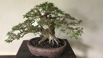 Basic Bonsai Lessons: Branch Generation A Review Part II