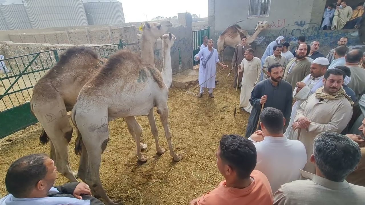 سوق برقاش مزاد اولاد ابو سريع الجمال السوداني 1