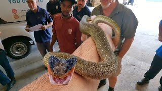 Venomous Snake At Work