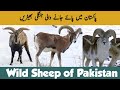 Wild Sheep of Pakistan | Bharal - Urial - Marco Polo Sheep | Wildlife of Pakistan