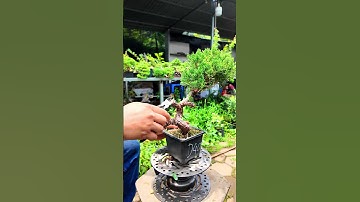 Kìm mỏ nghiêng Kapusi 5 in làm bonsai #bonsaishop