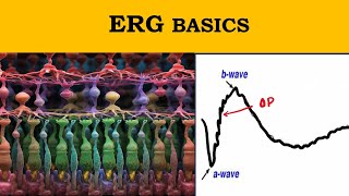 ERG waves explained | Retinal electrophysiology |