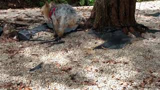 Coco Ramos Bravito 42920