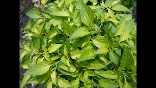 Видео ЯВНЫЕ ПРИЗНАКИ НЕДОСТАТКА ПИТАНИЯ У ПЕРЦА! Ольга Чернова. (автор: Ольга Чернова)