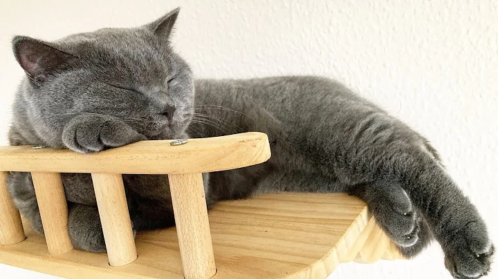 Watch the video about Tired baby 🐈‍⬛ Sima 🐾 British shorthair blue cat 😻