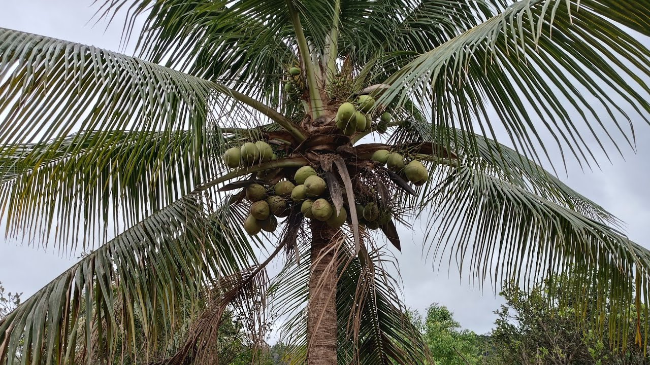 vende-se um sítio gaio do meio Joaquim Gomes Alagoas $150.000   10 hectares