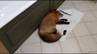 Alice fox. The fox crept into the bathroom and occupied the rug.