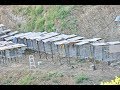 Hundreds of caged birds illegally kept and breeding in the Castro Valley home