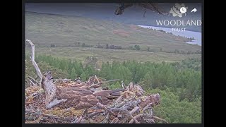 Ringed intruder Osprey Blue 105 disturbs Dorcha on the Loch Arkaig Osprey nest 27 May 2022 (zoom)
