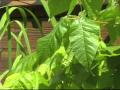 Poison Ivy A Plant To Avoid Poison Ivy A Plant To Avoid