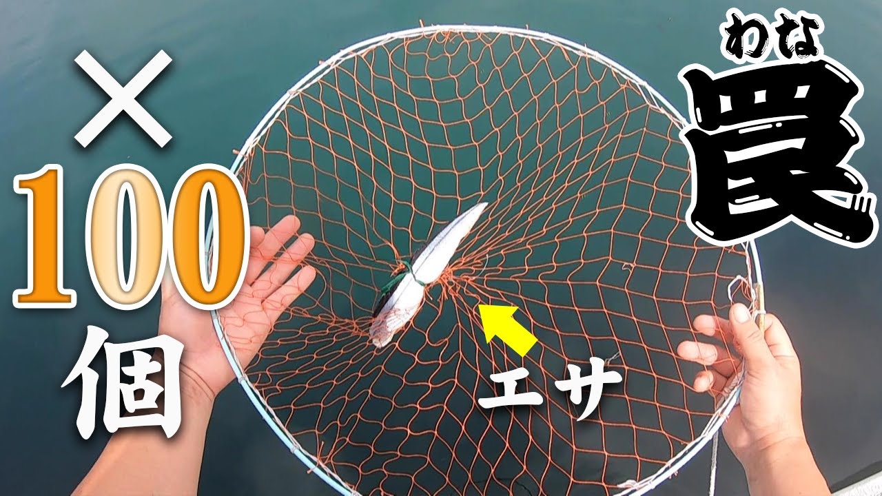 本当にこれが蟹なのか！？カエルカニと呼ばれる珍しい高級蟹が大量に