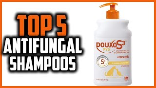 ✅Top 5 Best Antifungal Shampoos for Dogs in 2024