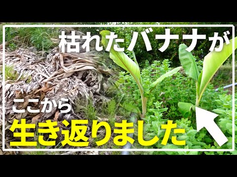 Cold-hardy bananas] What happened to the potted bananas? Dwarf