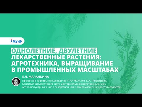 Запись вебинара «Однолетние, двулетние лекарственные растения: выращивание в промышленных масштабах»