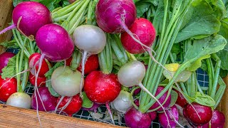 Growing Radish from bed prep, to planting seeds, and harvest