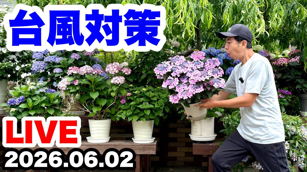 ◇URGENT! [Typhoon Preparedness] Potted Plants Edition🪴 - YouTube