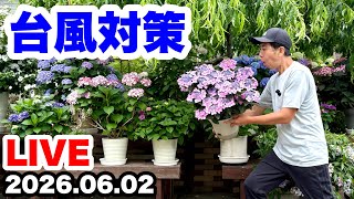 ◆緊急！【台風の対策】鉢植え編🪴