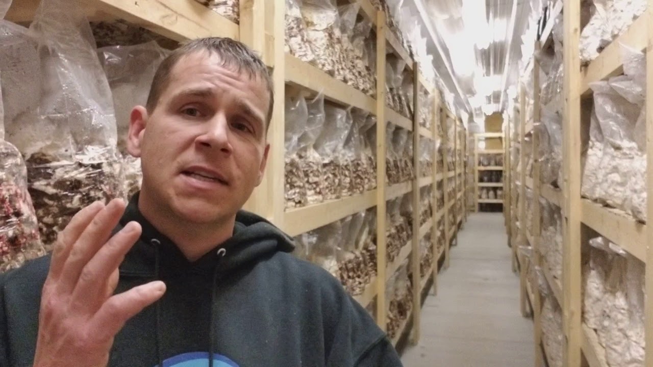 So you want to start a mushroom farm my experience in the fungi