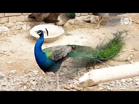       طاووس های خارجی در فارم شتر مرغ