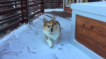 Corgi Running in Slow Motion