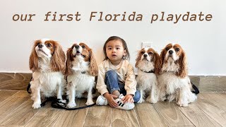 MEETING CAVALIERS IN TAMPA! First Cavalier King Charles playdate in Florida at a dog friendly café by Herky The Cavalier 2,950 views 3 months ago 5 minutes, 57 seconds