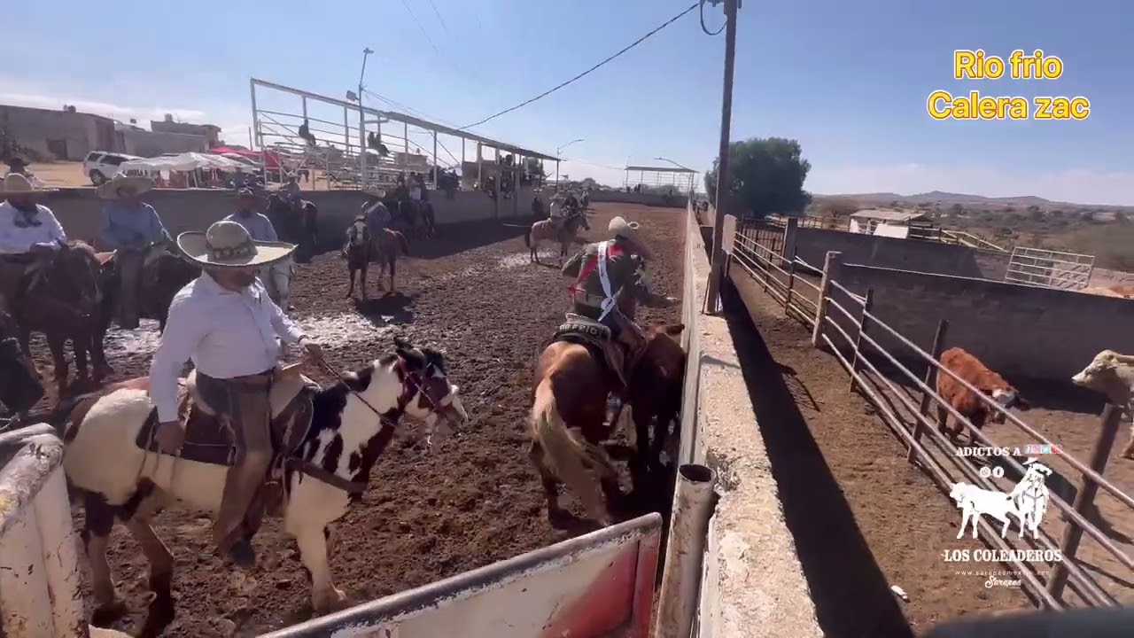 Coleadero de socios rio frío calera Zac 🤠🐂🐴☘️10 de enero 