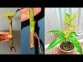 Growing Mango Tree From Cutting.. Very Easy Techniques