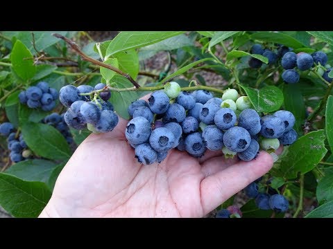 Blauwe bessen, de geheimen van een rijke oogst.