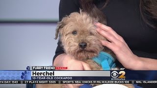 Furry Friends: Herchel & Chelsea