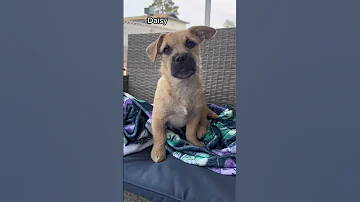 Daisy Me Rollin Dogs With Knock Knock Jokes Frenchbulldog Dog Puppy 