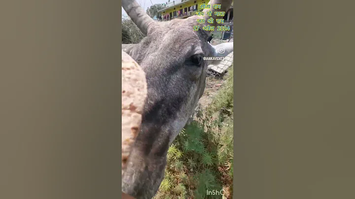 Aaj ki choti si gau seva. Jai gau mata.jai shree Ram #gausevasangh