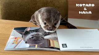 赤ちゃんの頃のかわいい写真を見せられて恥じらうカワウソ　Otter Feels Awkward Looking at his Baby Photos