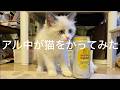 【奇跡】アル中が猫をかってみた(アル中カラカラ)