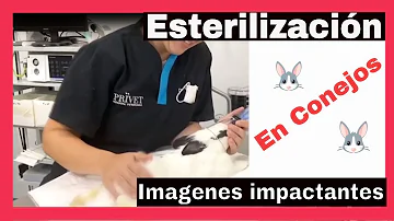 ¿Qué ocurre si no se esteriliza a un conejo?