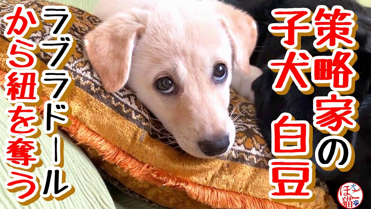【子犬 保護犬 ラブラドール】なかなか賢い白豆 YouTube